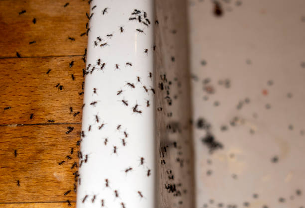 Best Insect Control  in East Hazel Crest, IL
