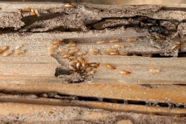 Best Residential Pest Control  in East Hazel Crest, IL