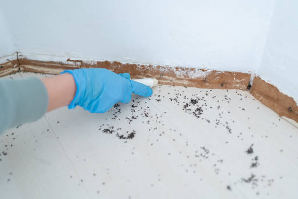 Best Pest Removal Services  in East Hazel Crest, IL