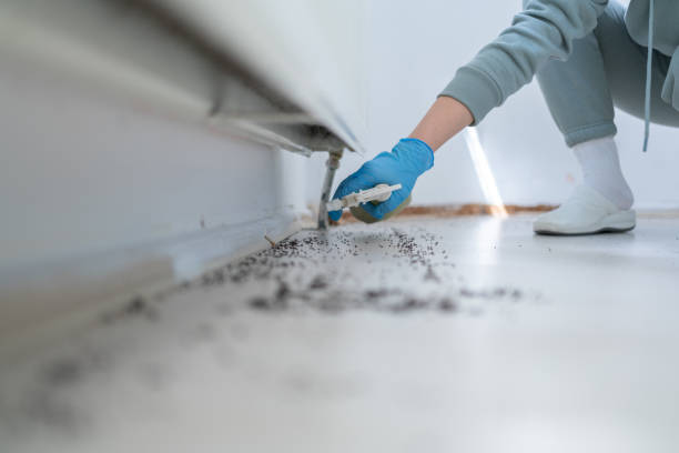 Best Local Pest Control Services  in East Hazel Crest, IL